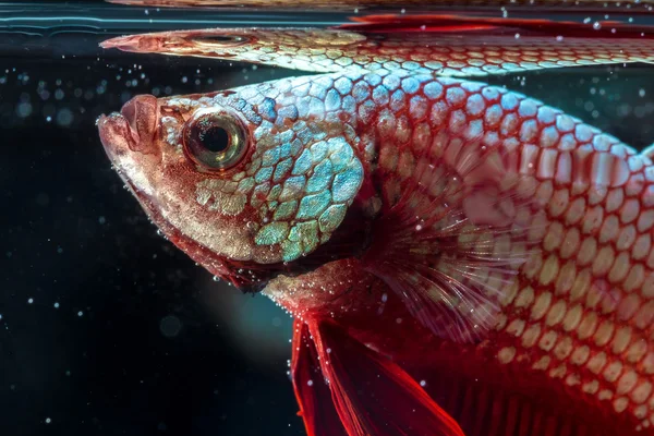 Enam Penyakit Ikan Cupang yang Umum