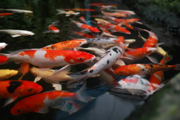 Penyakit Ikan Koi Tidur