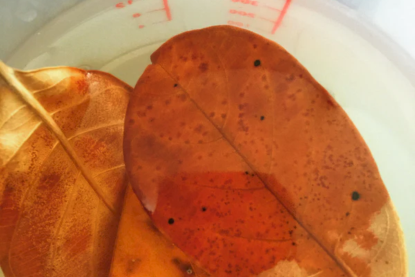 Manfaat Daun Ketapang untuk Ikan Hias