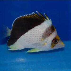 Burgess' Butterflyfish