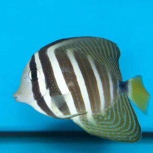Sailfin tang