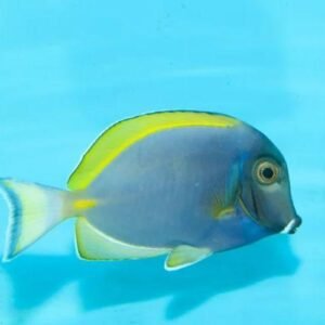 Powder Blue Tang
