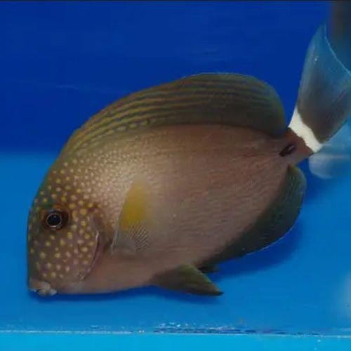 White-Freckled Surgeonfish