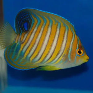 Regal angelfish
