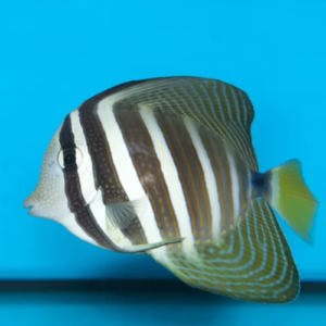 Sailfin Tang