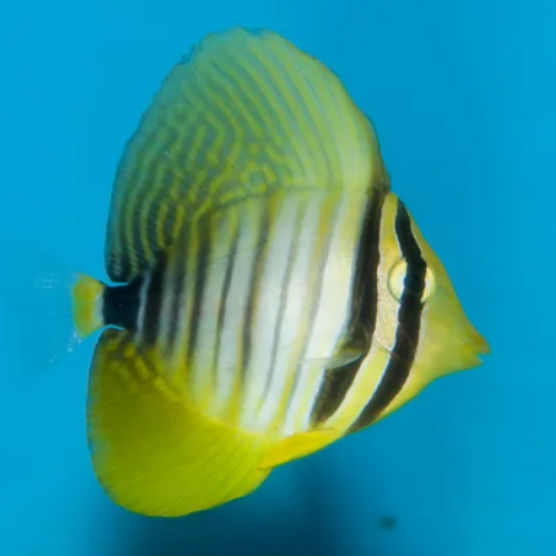 Indian Sailfin Tang