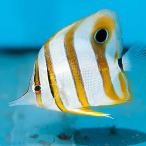 Copperband Butterflyfish