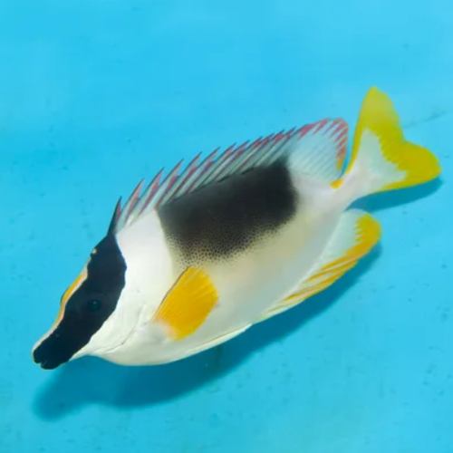 Magnificent Rabbitfish