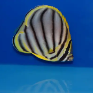 Scrawled Butterflyfish