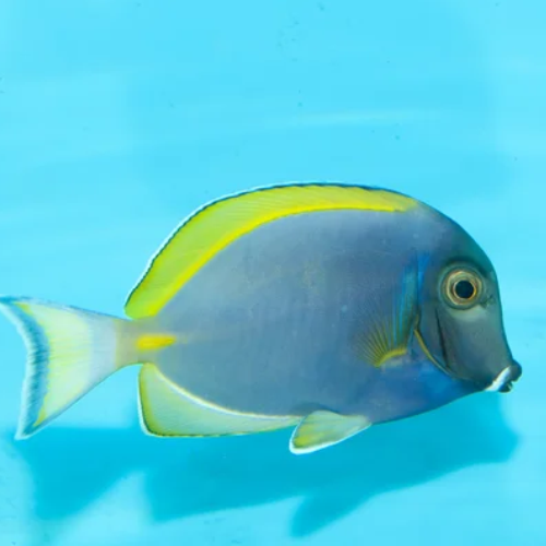 Powder Blue Tang