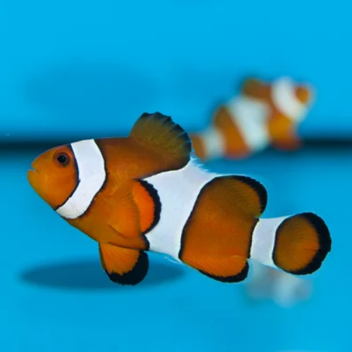 Clown Anemonefish