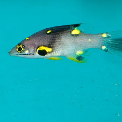 Coral Hogfish