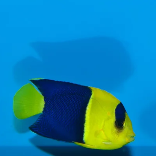 Bicolor Angelfish