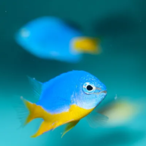 Azure Damselfish