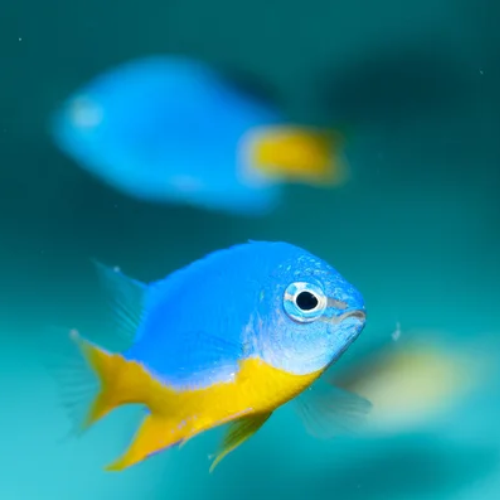 Azure Damselfish